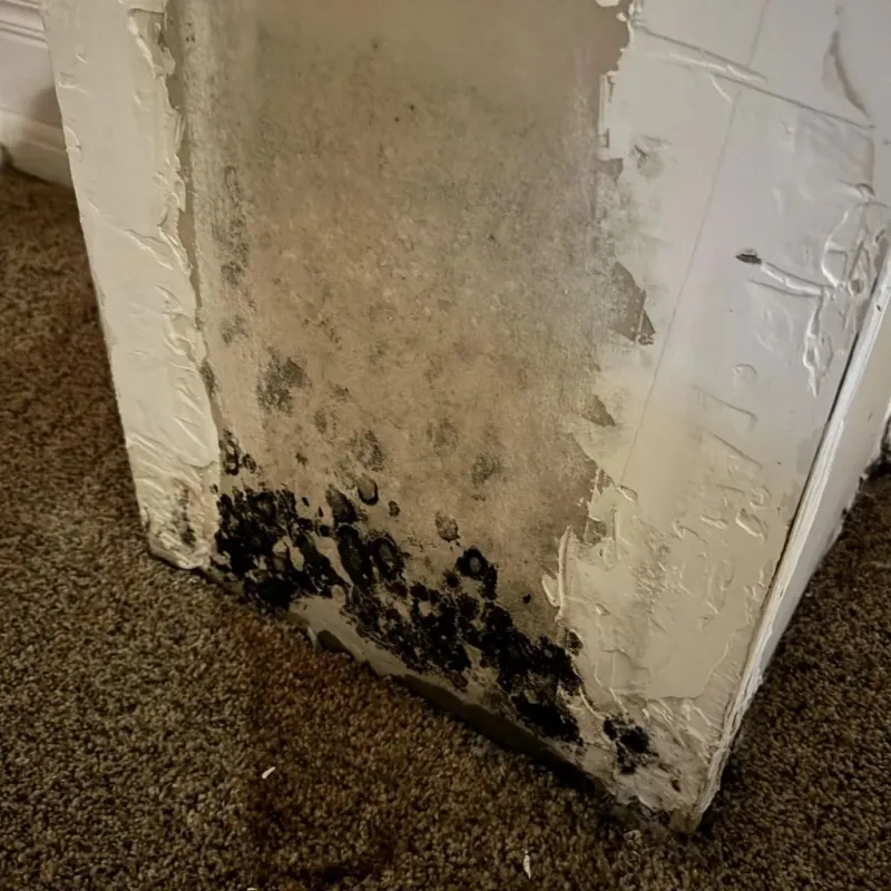 Professional Mold Removal in West Barnstable, MA